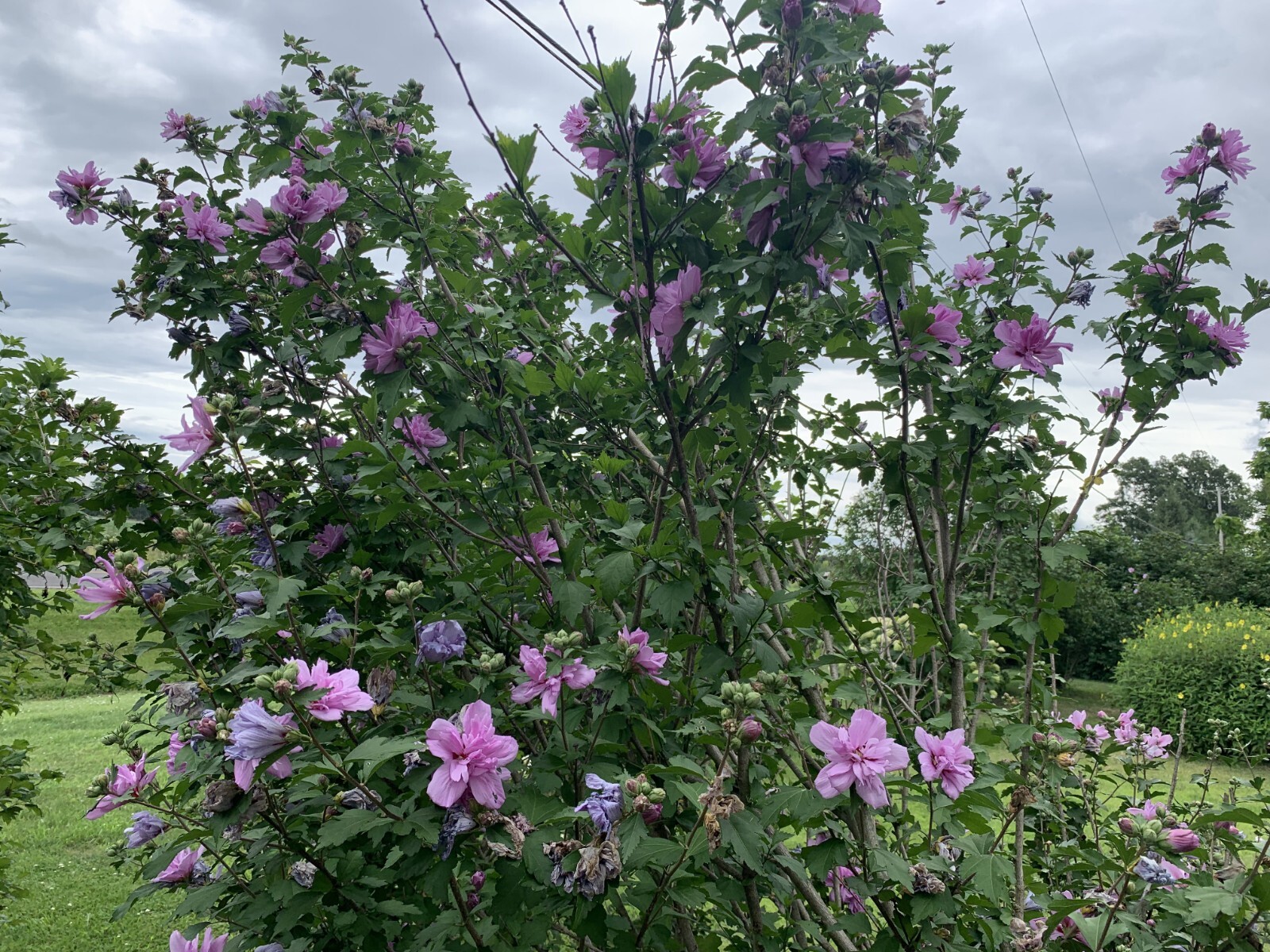 Rose Of Sharron- PINK W/ RED 100 SEEDS! VERY BEAUTIFUL AND HARDY!