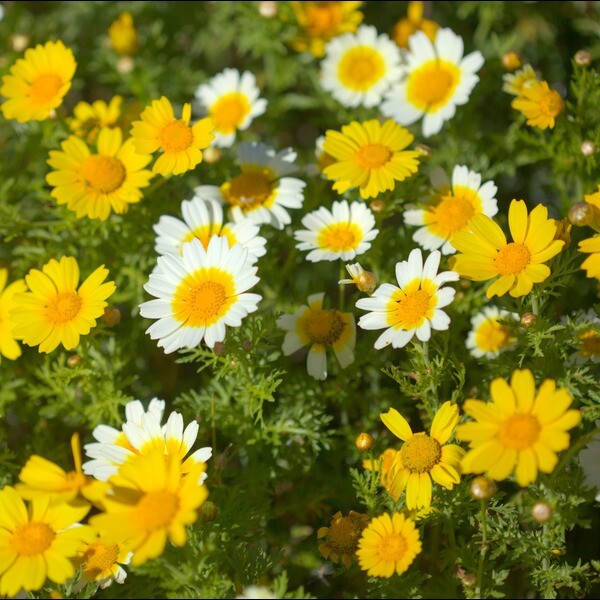 150 GARLAND CROWN DAISY SEEDS | 2026 FREE SHIPPING NON GMO HEIRLOOM
