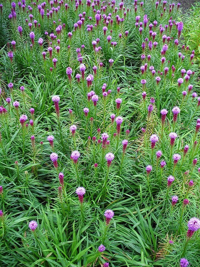 Liatris spicata | Blazing Star | 10 Seeds