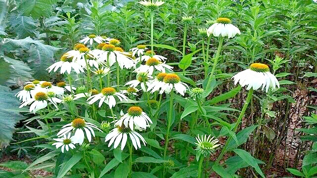 SNOW WHITE ECHINACEA 100 SEEDS, CONEFLOWER, LARGE DAISY-LIKE FLOWERS, USA SELLER