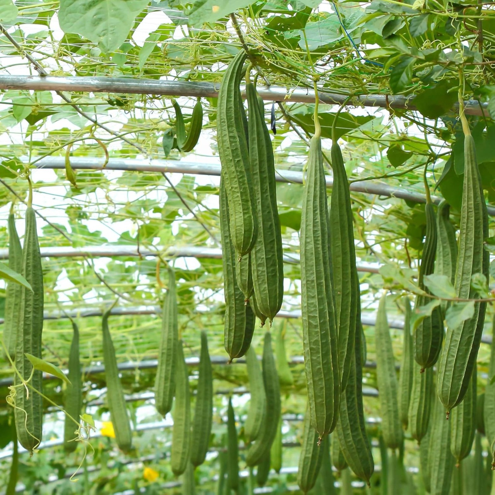 20 Ridged Sponge Gourd Seeds – Edible Vegetable & Natural Bath Loofah Vine