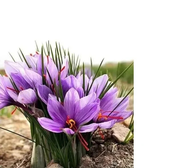 Saffron Crocus Corms for Planting – 10 Large Corms – Purple Blooms – Perennial B