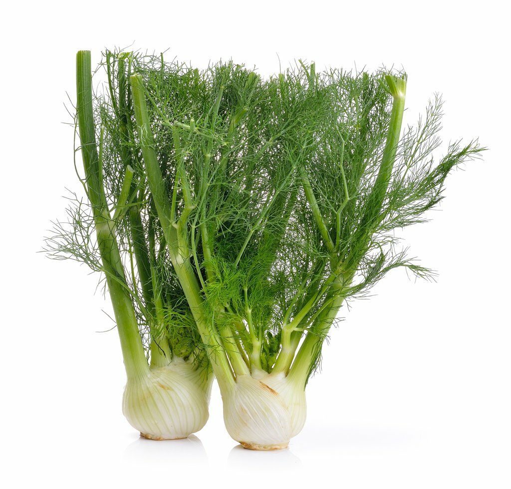 Florence Fennel Seeds 250+ Vegetable Salad Garden NON-GMO USA FREE SHIPPING