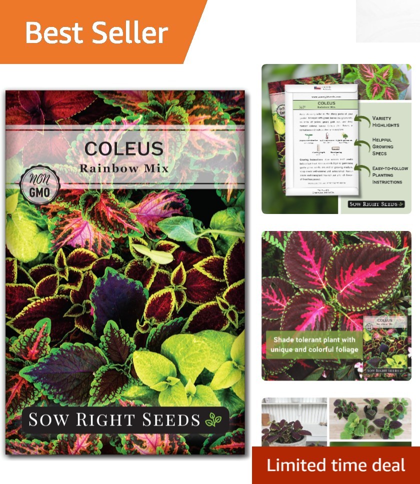 Colorful Rainbow Mix Coleus Seeds – Perfect for Vibrant Indoor/Outdoor Displays
