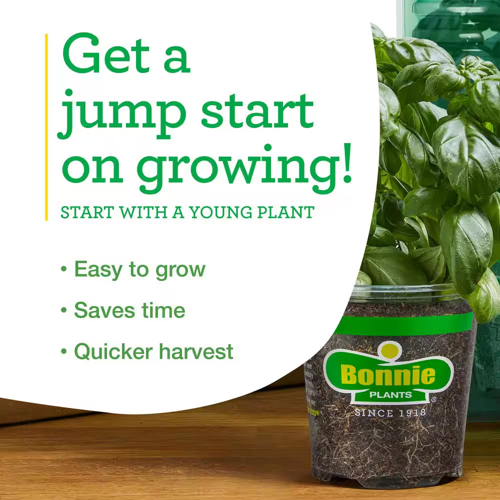 19 Oz. Peppermint Herb Plant (2-Pack)