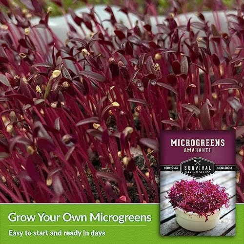 Red Amaranth Microgreen Seeds for Sprouting – Non-GMO Heirloom Seed Variety 3