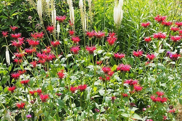 Monarda didyma | Scarlet Beebalm | 50 Seeds
