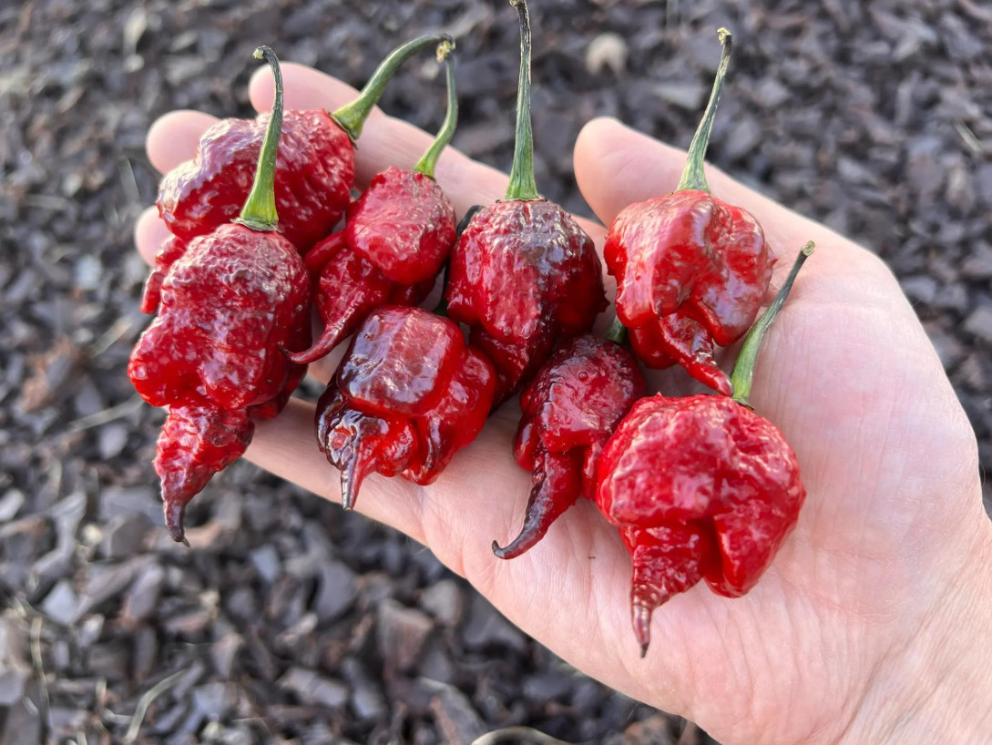 Black Widow Superhot Pepper Seeds – Non-GMO Organic Grown Pepper Seeds