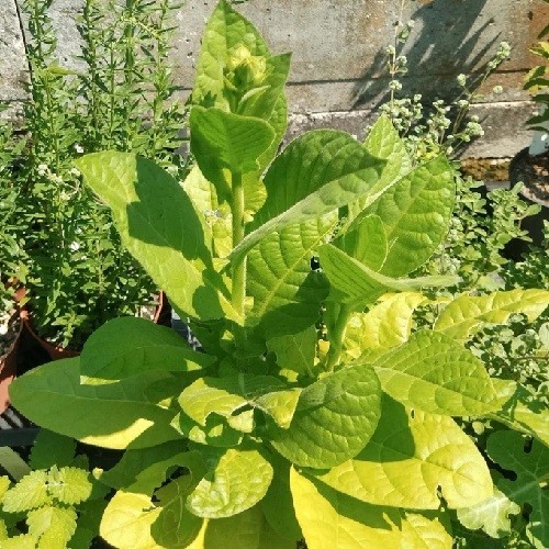 5,000+ Aztec Nicotiana rustica Sacred Tobacco Seeds For Planting, Ceremonial