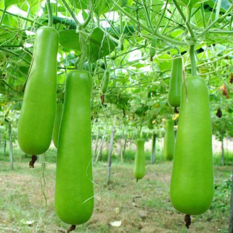 Bottle Gourd Seeds – 35 Seeds – Non-GMO Heirloom Calabash for Vegetable Gardens