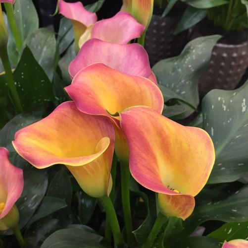 20 Mixed Calla Lily Bulbs!