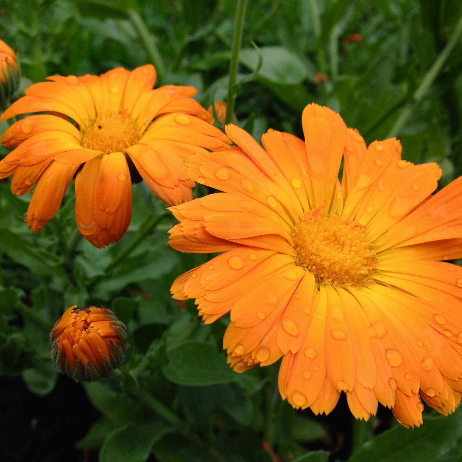 Calendula Seeds (Calendula officinalis) ~Traditional Herb Pollinator Garden