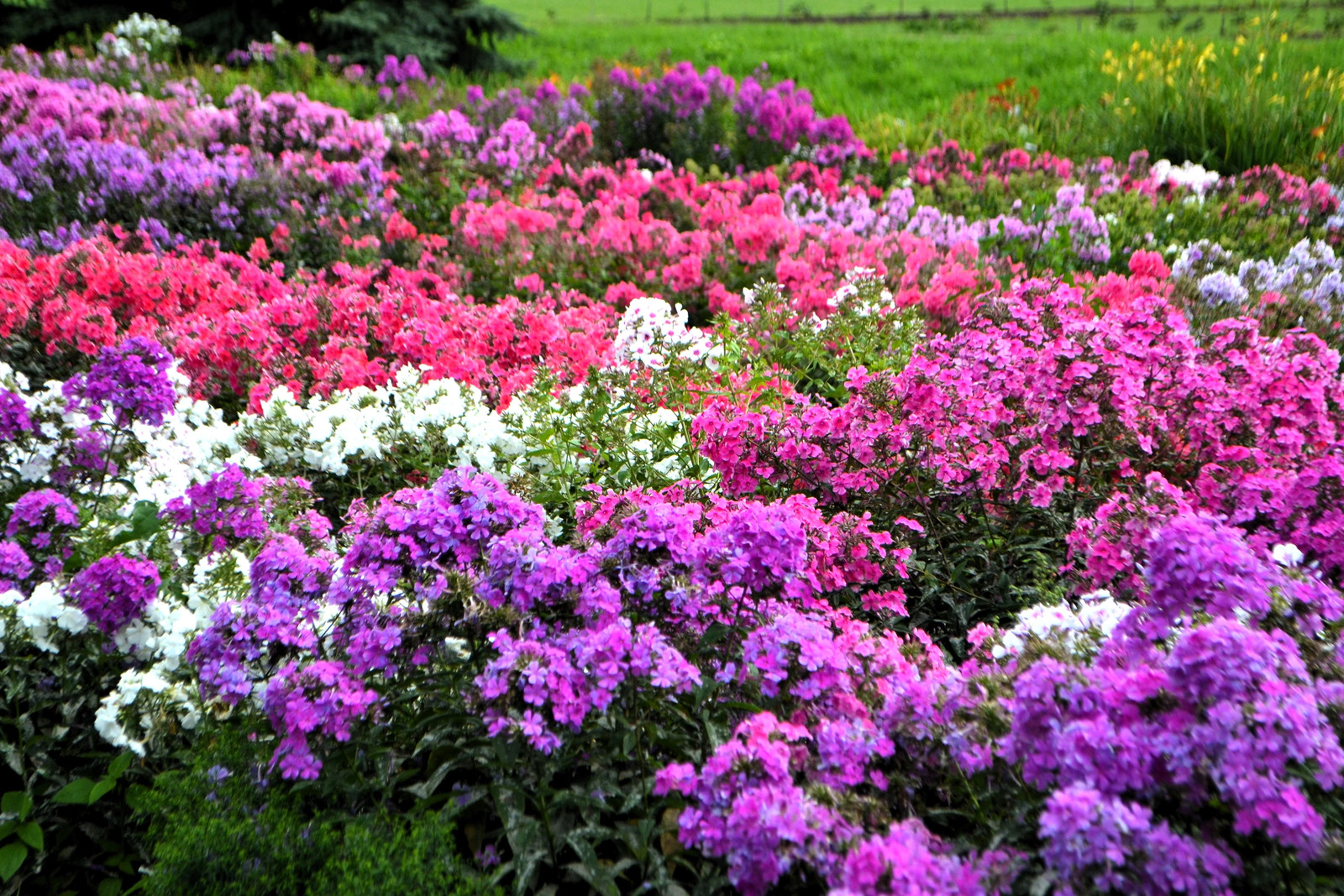 10 TALL GARDEN PHLOX Paniculata Mixed Colors ‘New Hybrids Mix’ Flower Seeds