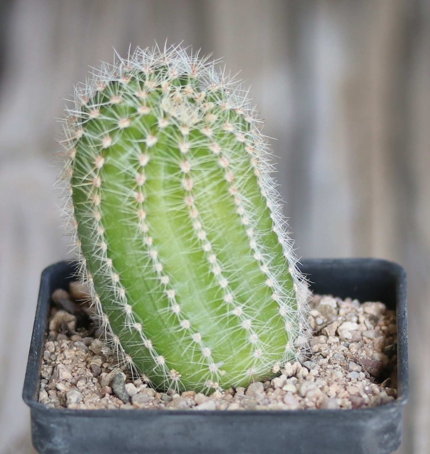 Echinopsis hybrid ‘Ishtar’
