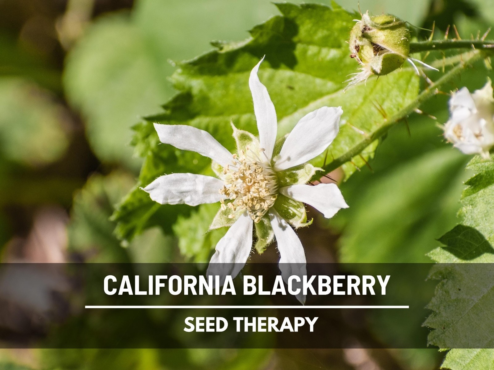 California Blackberry Seeds – Heirloom Fruit, Trailing Vine, Pacific Blackberry