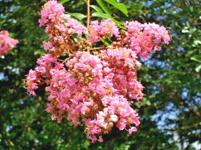 25 OSAGE CREPE MYRTLE SEEDS – Lagerstroemia india x fauriei ‘Osage’