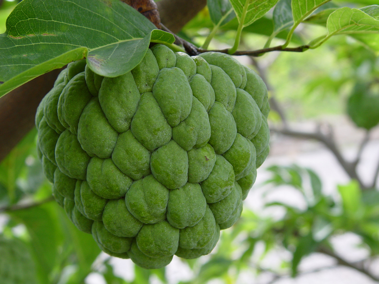 Annona Squamosa 10 Seeds, Sugar Custard Apple Sweetsops Fruit Tree Shrub