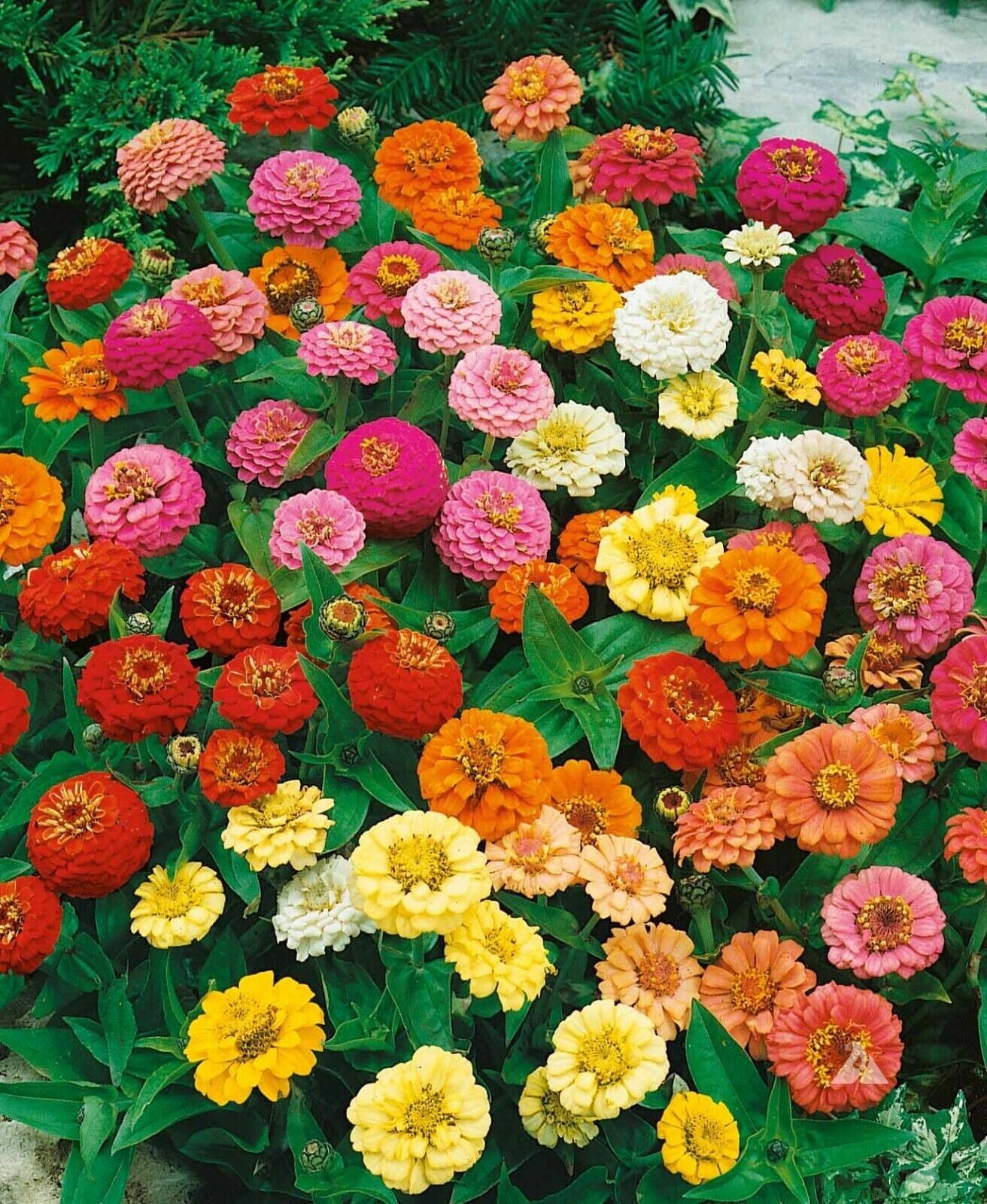 1000+ ZINNIA DWARF THUMBELINA MIX – Butterflies – Hummingbirds — CUT FLOWERS