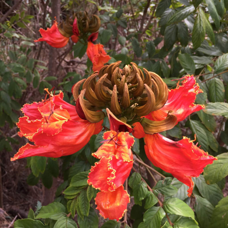 1-1000 PCS African Tulip Tree Seeds Spathodea Campanulata Red Flame Flower 0167