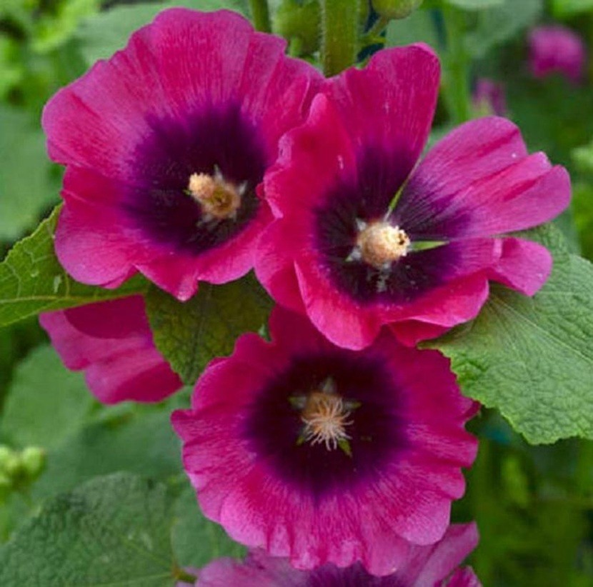 25 Purple Bayou Hollyhock Seeds Perennial Flower Seed Flowers US SELLER