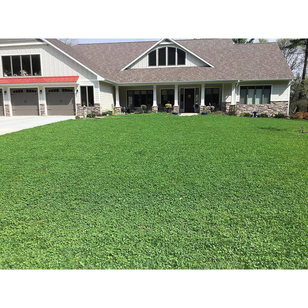 Micro Clover Alternative Grass Seed,Easy Spread,Eco-Friendly,Regenerative,Kid &