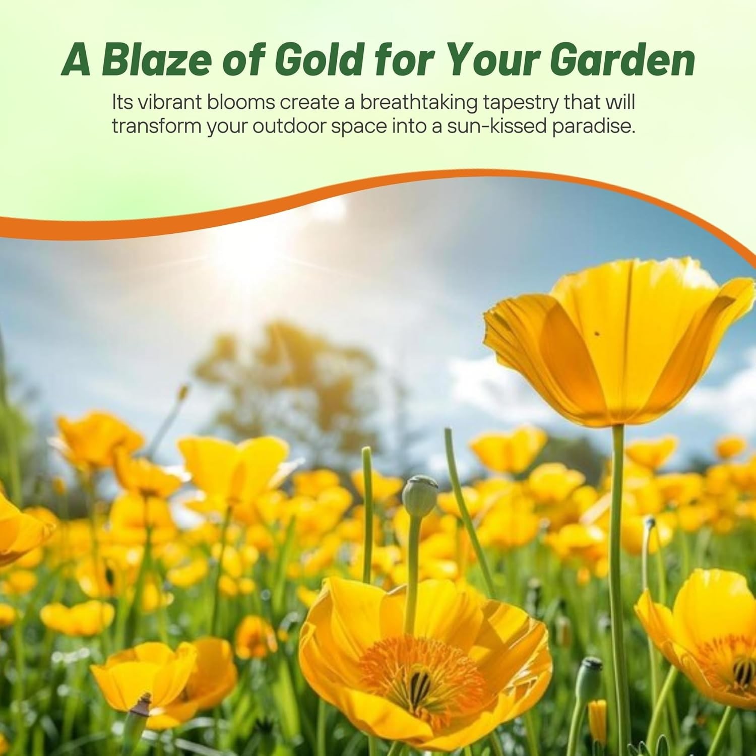 10000 Seeds Drought Tolerant Eschscholzia Golden California Poppy Garden