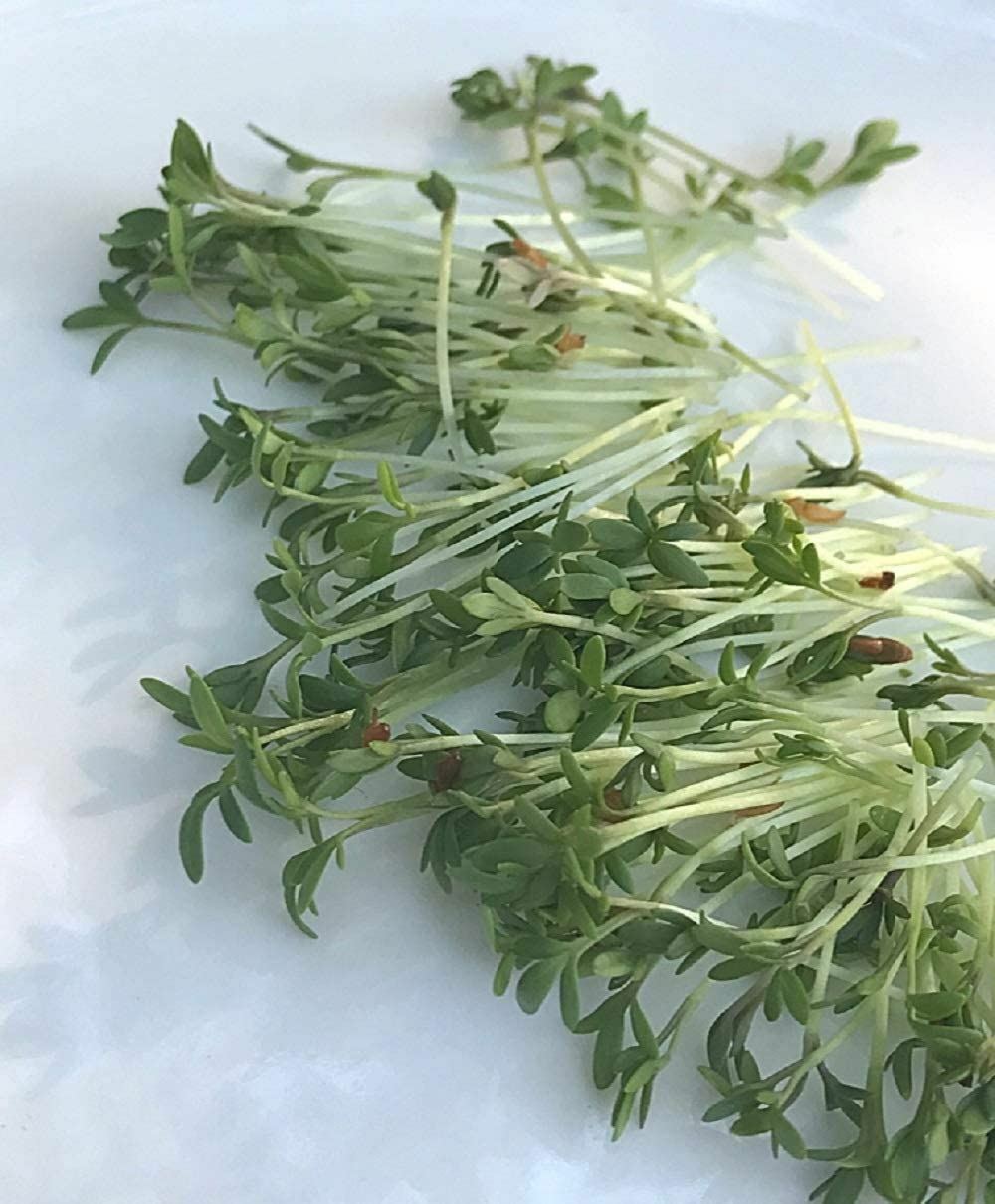Cress Seeds for Sprouting Microgreens, “COOL BEANS N SPROUTS” Brand