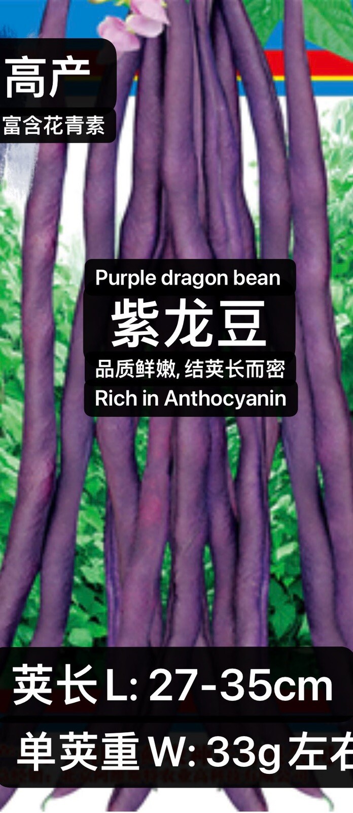 60Ct Purple dragon bean Pole Bean seeds (Rich in Anthocyanin) 60粒紫龙长架豆（富含花青素）种子