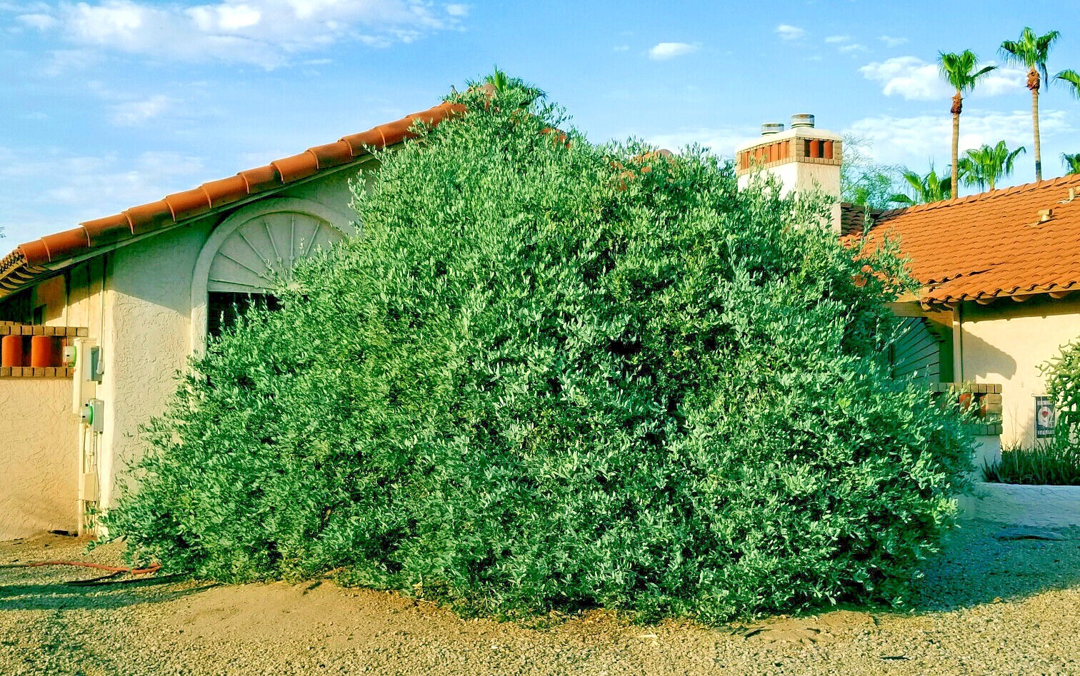 JOJOBA TREE SEEDS (Simmondsia chinensis) Medicinal Fruit Oil Goat Nut Plant RARE