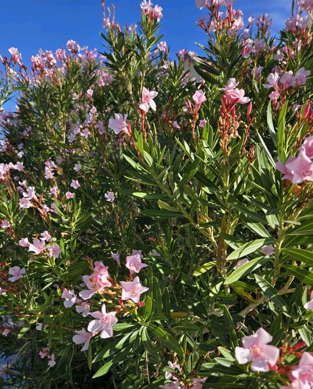 PINK OLEANDER, NERIUM OLEANDER, EXOTIC PLANT TREE (60 2024 Seeds) (08)