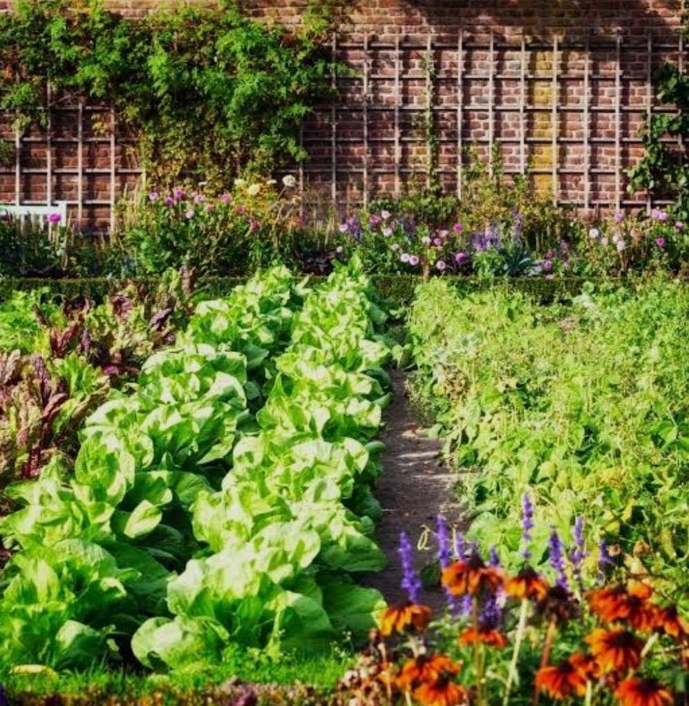 Variety of Non-GMO Ohio Heirloom Vegetable and Herb Seeds – 32,175 Ct