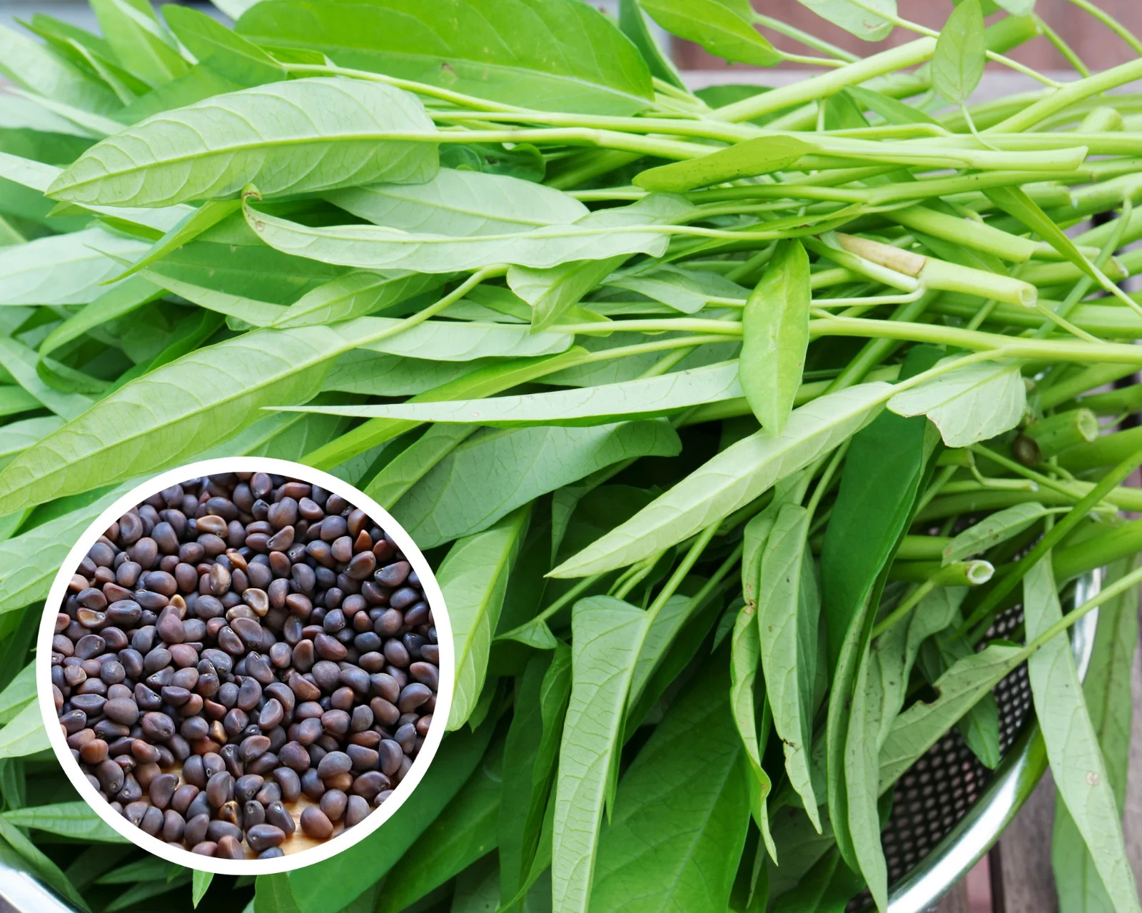 Kolmi Shak Seeds ( 20 Grams ) Water Spinach seeds, Indian Water Spinach