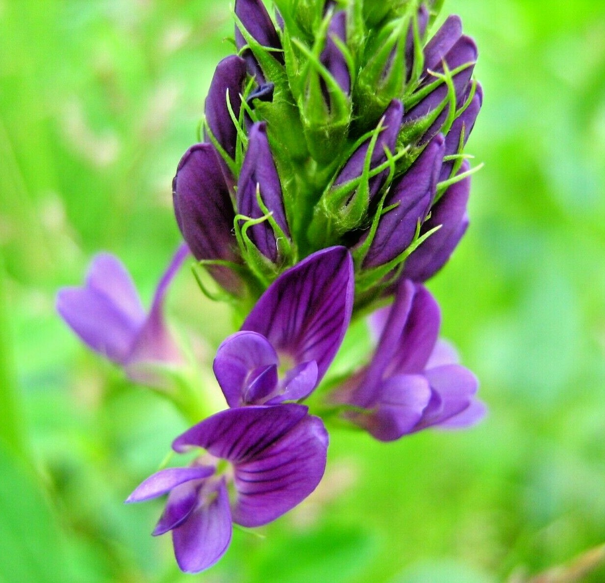 ALFALFA 150 SEEDS SPRING GARDEN MICROGREENS COVER CROP GREENS JUICING HEIRLOOM