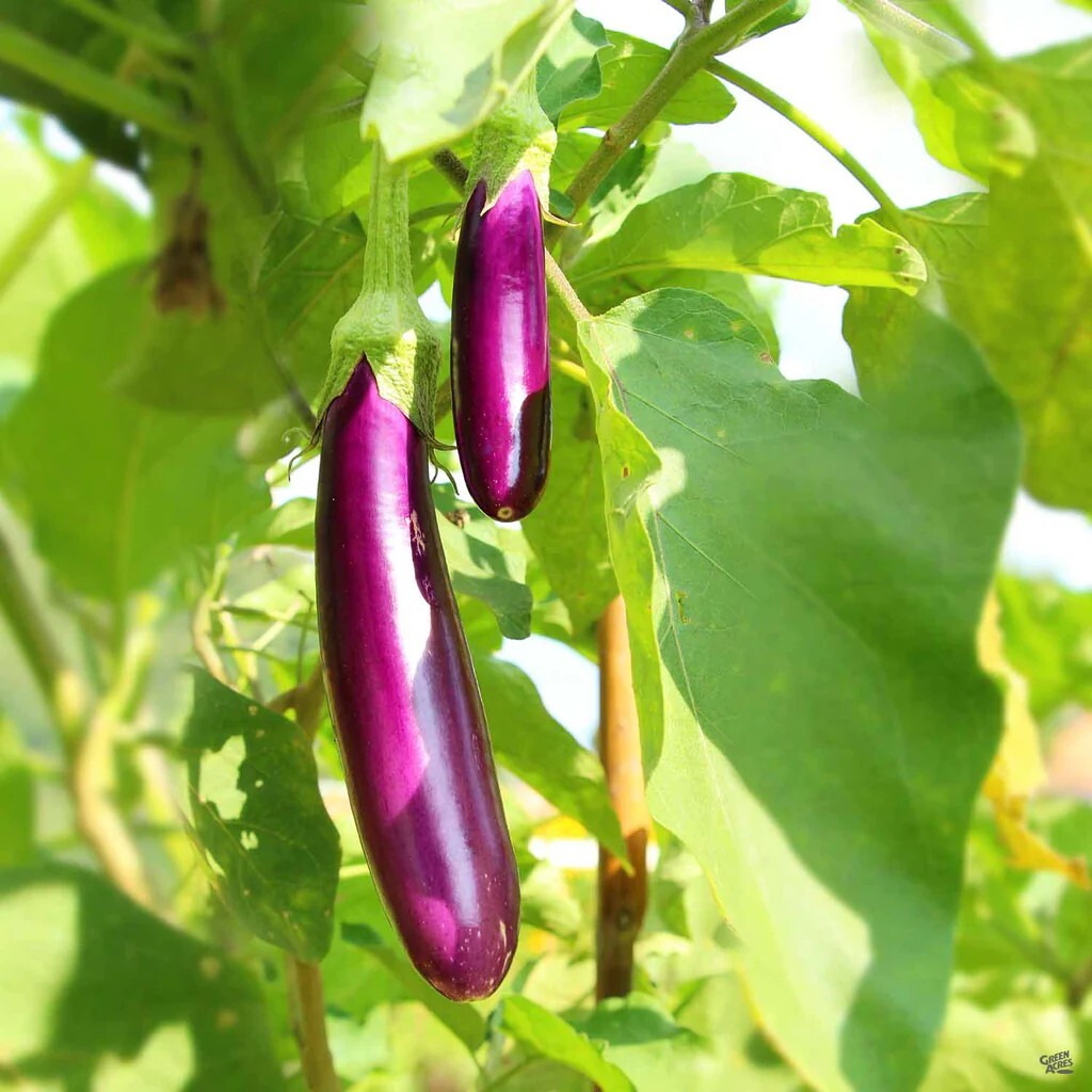 New 2026 Long Purple EggPlant/Vankai – 50 seeds per packet -Free shipping