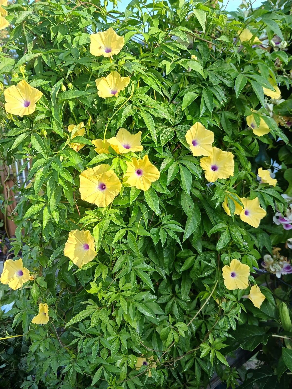 Ipomoea tuberculata | RARE | Yellow Morning Glory | 5 SEEDS