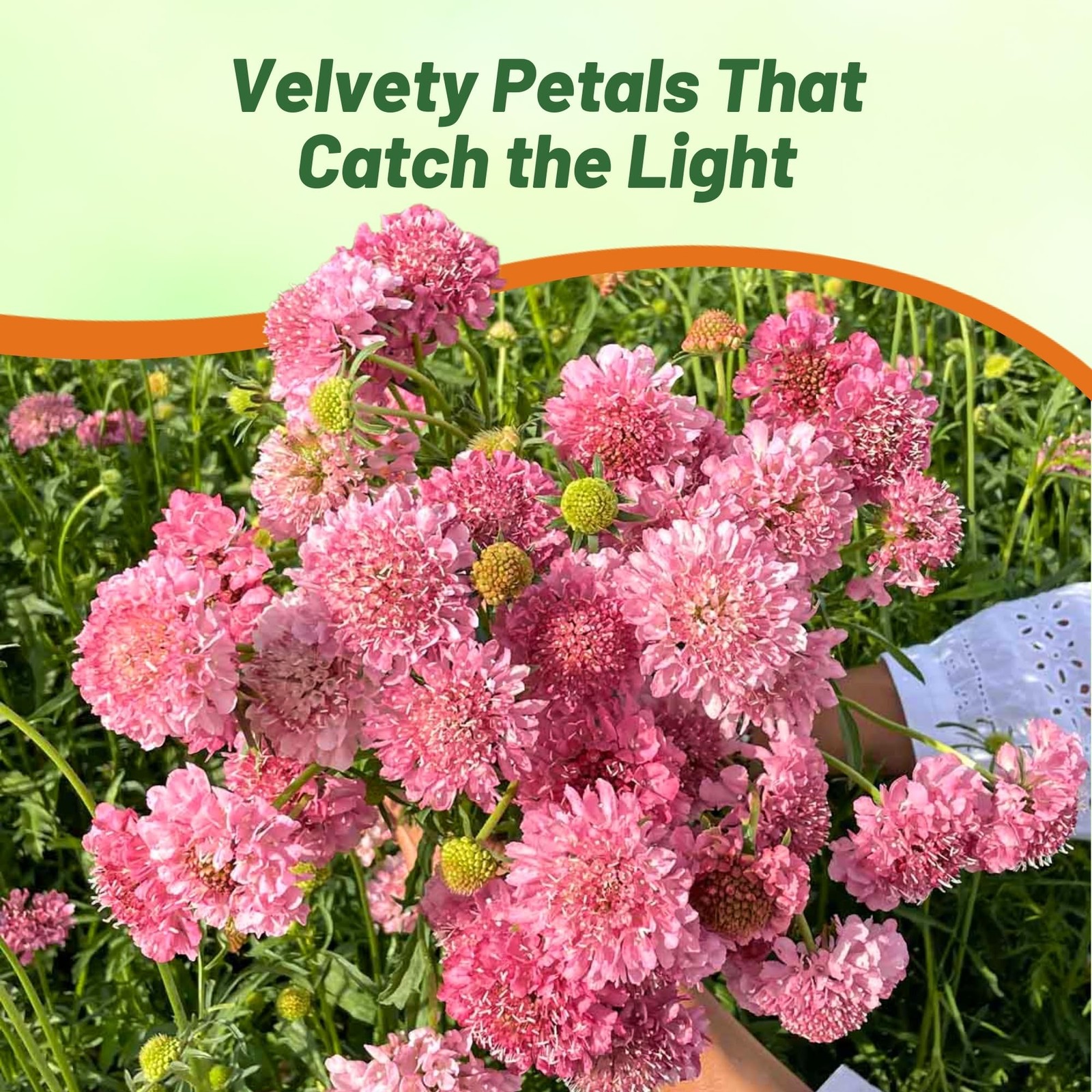 400 Seeds Scabiosa Rose Drought Tolerant Pincushion Garden Flower Plant Seeds