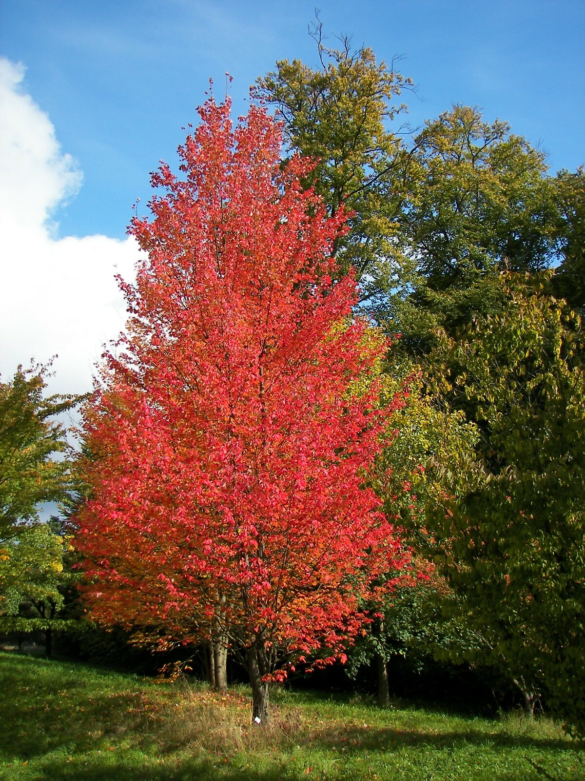 Red Maple, Acer rubrum, (Northern Source) Tree Seeds (Fast, Fall Colors)