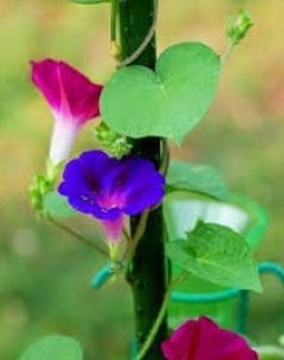20 Morning GLORY Multi Color Flower Seeds Ascends up Trellis Fragrant Flower