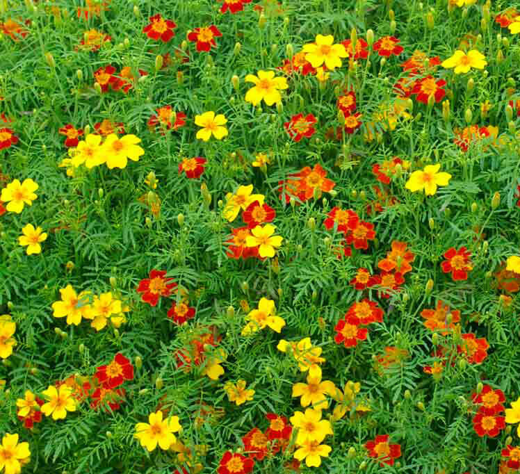 Signet Marigold STARFIRE MIX 12″ Beneficial | Cutting Garden! Non-GMO 200 Seeds!