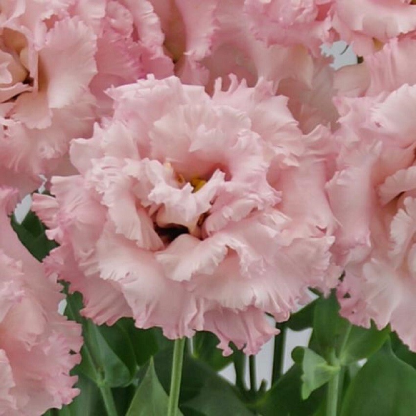 Lisianthus Seeds Lisianthus Celeb 2 Extra Pink 25 Pelleted Seeds