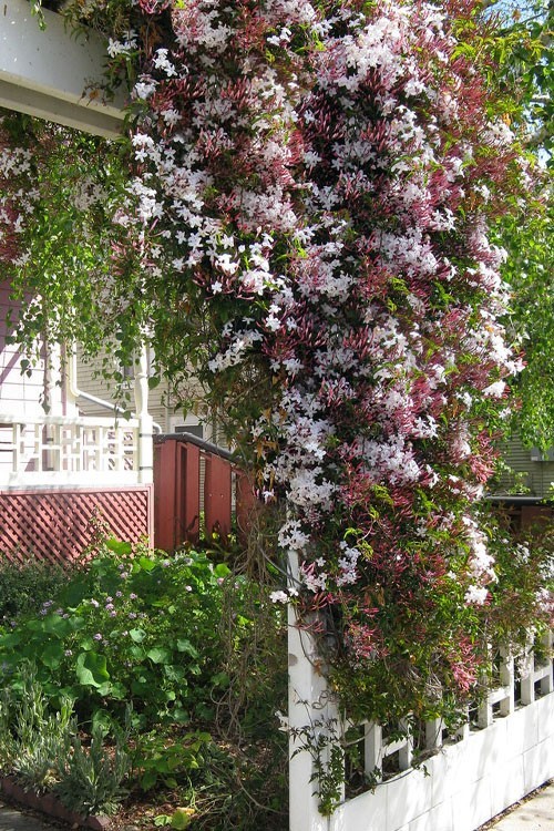 100 Star Jasmine Seeds Climbing Vine Fragrant Flower Cold Hardy Garden Planting