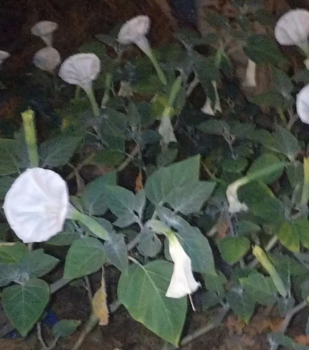 20 Seeds For Datura Plants – Big White Flowers – Night Blooms Moon, Trumpet