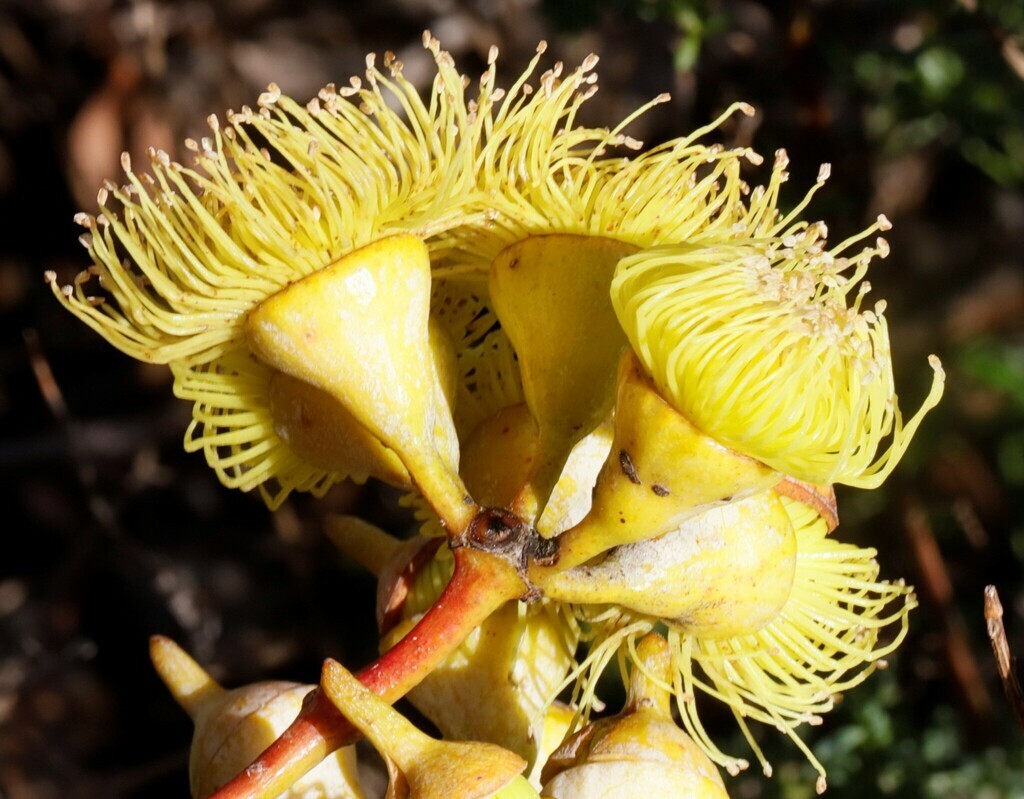 Eucalyptus woodwardii Seeds – ‘Gungurra’, ‘Lemon-flowered Mallee’