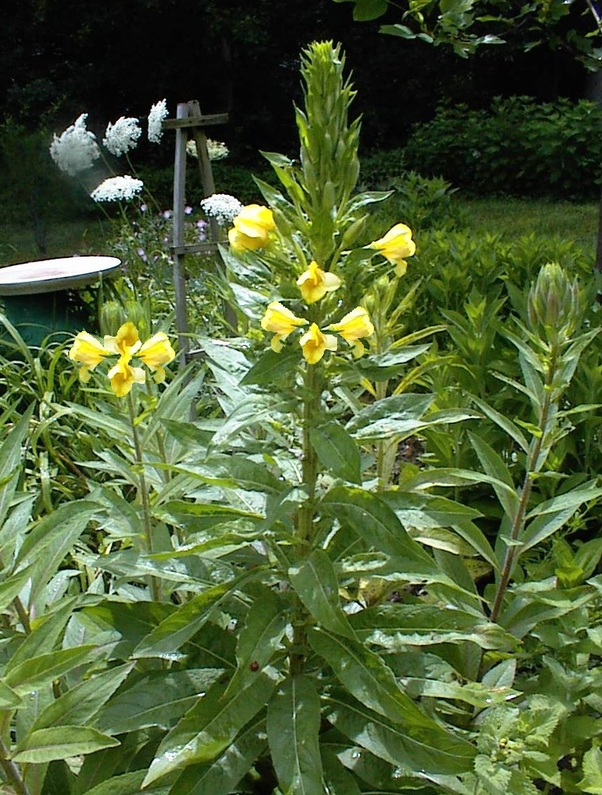 Yellow Nite Bloomer Oenothera Biennis Evening Primrose Wild Flower 200+Seeds USA