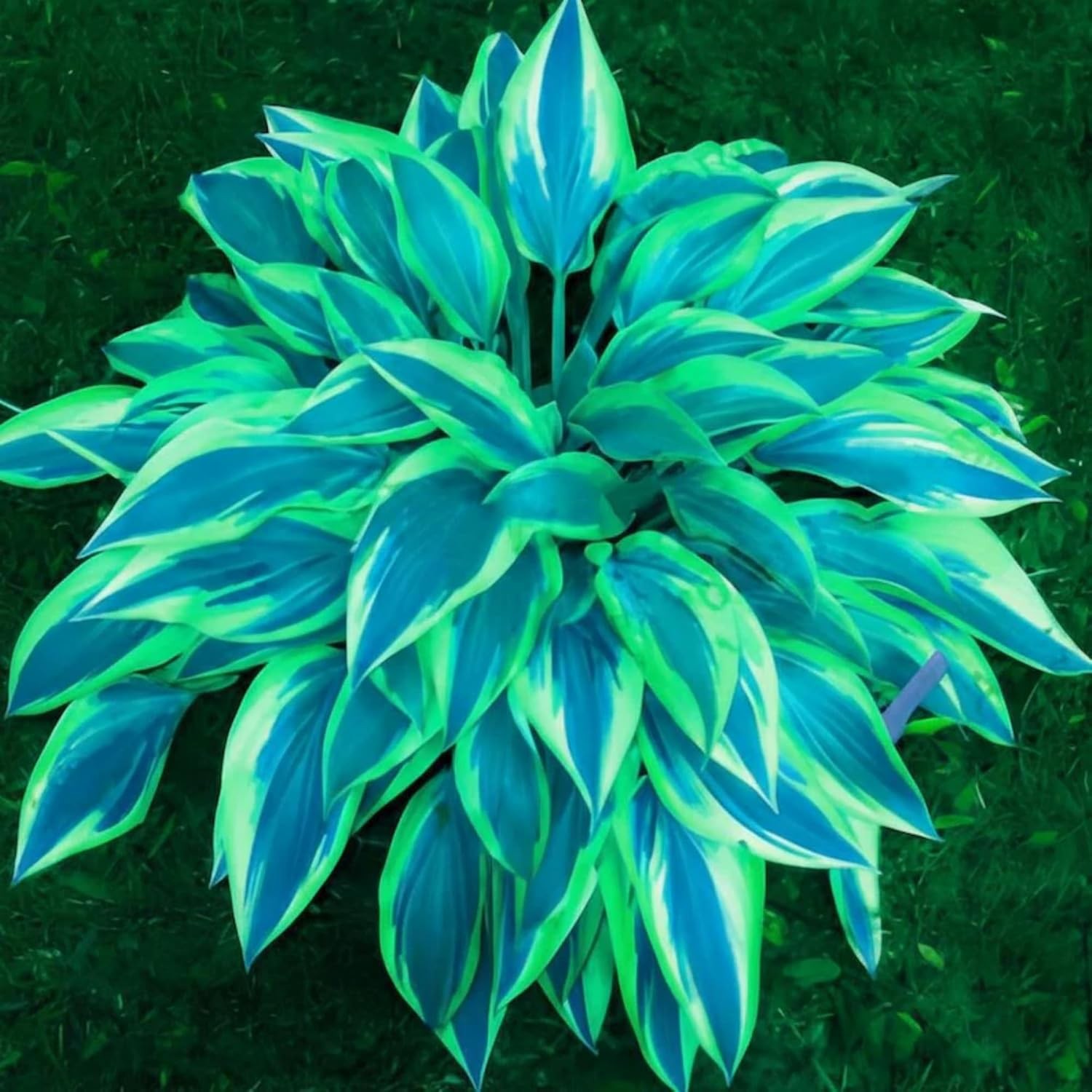 200+ Perennial Hosta Seeds for Outdoor Garden Planting