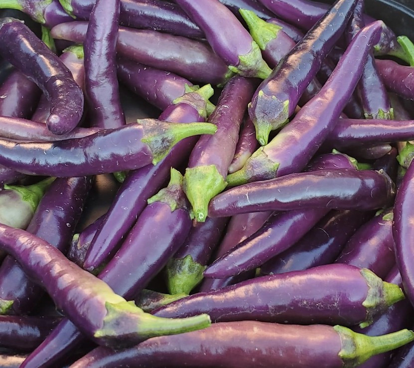 100+ PURPLE CAYENNE PEPPER SEEDS —– HOT —————– HEIRLOOM — ORGANIC