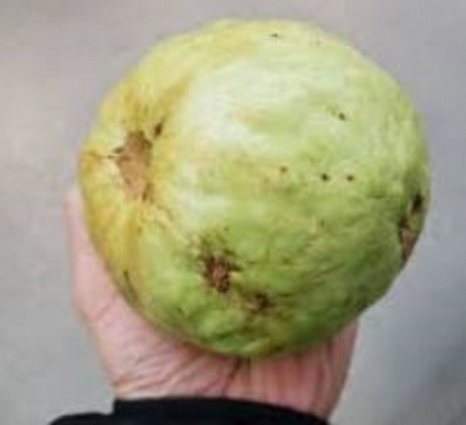 RARE GIANT GUAVA Fruit plant Tree 10 SEEDS – Combined Shipping ( USA seller )