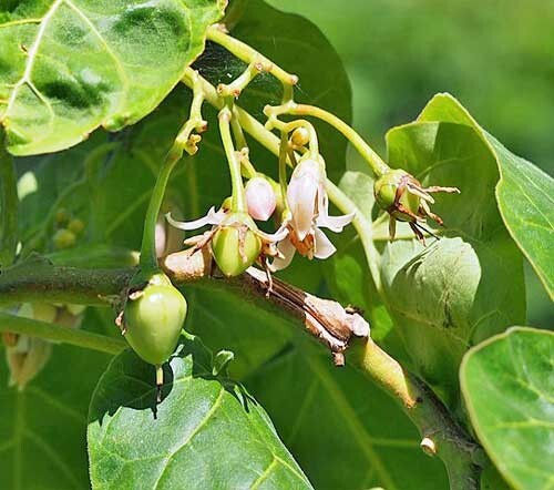 Solanum betaceum | Tree Tomato | 20 Seeds