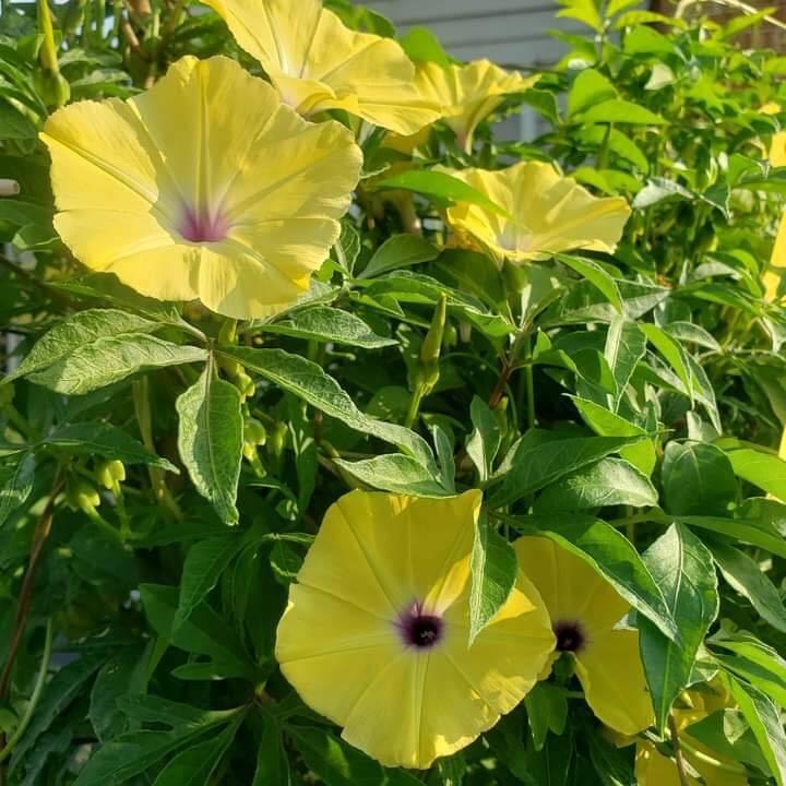 Ipomoea tuberculata | RARE | Yellow Morning Glory | 5 SEEDS