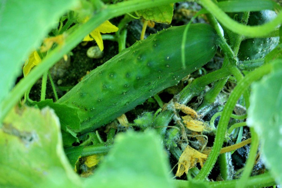 30+Muncher CUCUMBER Seeds Organic Summer Vegetable Garden Patio Container Easy